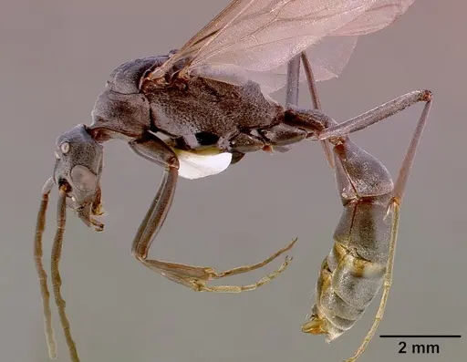 Platythyrea lamellosa specimen SAM-HYM-C001332A image sam-hym-c001332a_4