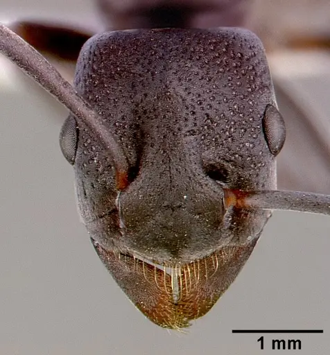 Platythyrea lamellosa specimen SAM-HYM-C001332B image sam-hym-c001332b_2