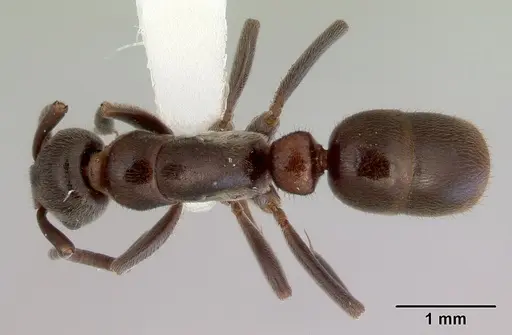 Platythyrea micans specimen CASENT0172410 image casent0172410_1