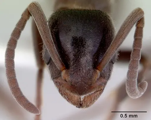 Platythyrea micans specimen CASENT0172410 image casent0172410_2