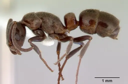 Platythyrea micans specimen CASENT0172410 image casent0172410_3