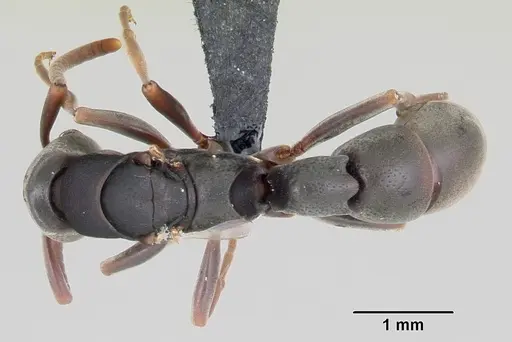 Platythyrea mocquerysi specimen CASENT0003938 image casent0003938_1