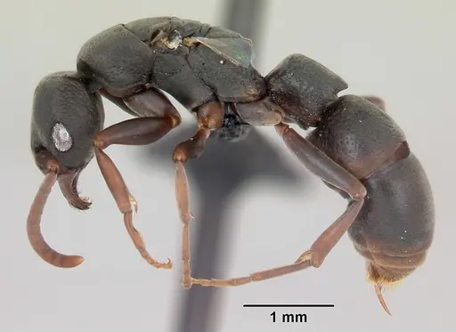 Platythyrea mocquerysi specimen CASENT0003938 image casent0003938_3