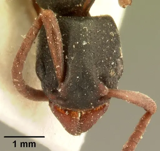 Platythyrea mocquerysi specimen CASENT0101722 image casent0101722_2