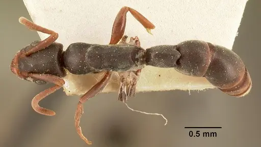 Platythyrea mocquerysi specimen CASENT0101806 image casent0101806_1