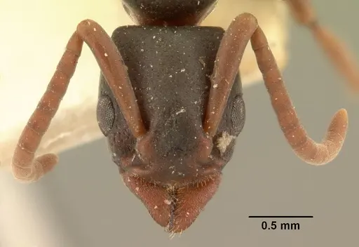 Platythyrea mocquerysi specimen CASENT0101806 image casent0101806_2