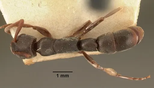 Platythyrea mocquerysi specimen CASENT0101864 image casent0101864_1