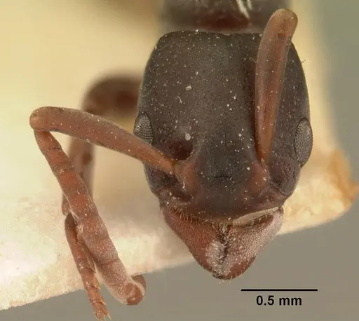 Platythyrea mocquerysi specimen CASENT0101864 image casent0101864_2