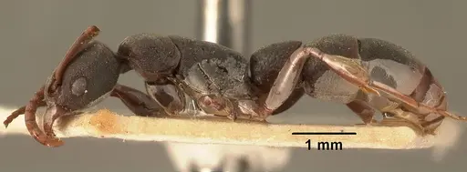 Platythyrea mocquerysi specimen CASENT0101864 image casent0101864_3