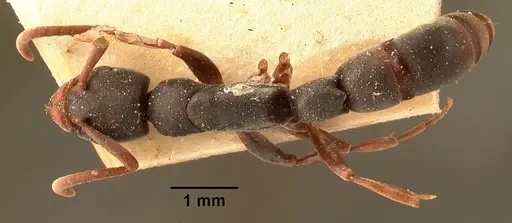 Platythyrea mocquerysi specimen CASENT0101890 image casent0101890_1
