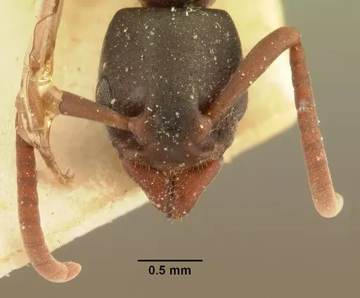 Platythyrea mocquerysi specimen CASENT0101890 image casent0101890_2