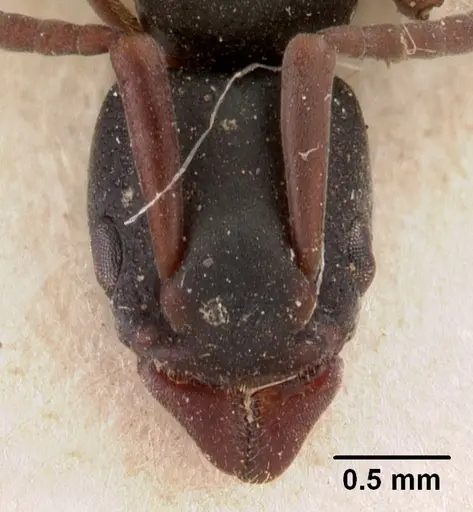 Platythyrea mocquerysi specimen CASENT0102008 image casent0102008_2
