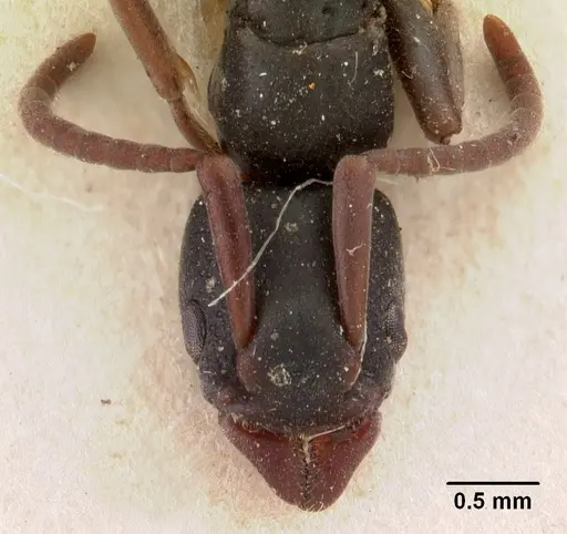 Platythyrea mocquerysi specimen CASENT0102008 image casent0102008_3