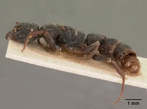 Platythyrea mocquerysi specimen CASENT0102009 image casent0102009_3