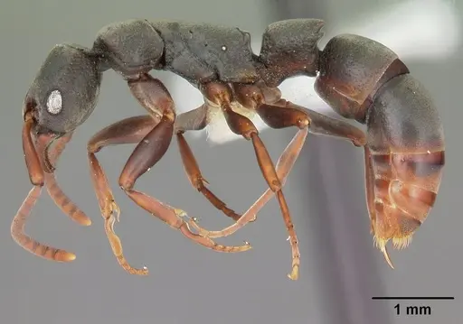 Platythyrea mocquerysi specimen CASENT0102996 image casent0102996_3