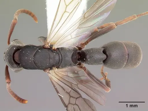 Platythyrea mocquerysi specimen CASENT0102997 image casent0102997_1