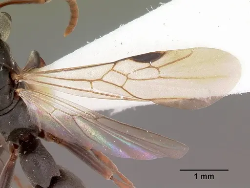 Platythyrea mocquerysi specimen CASENT0102997 image casent0102997_2