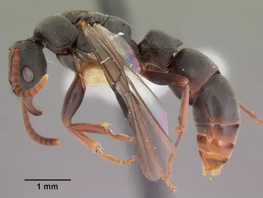 Platythyrea mocquerysi specimen CASENT0102997 image casent0102997_4