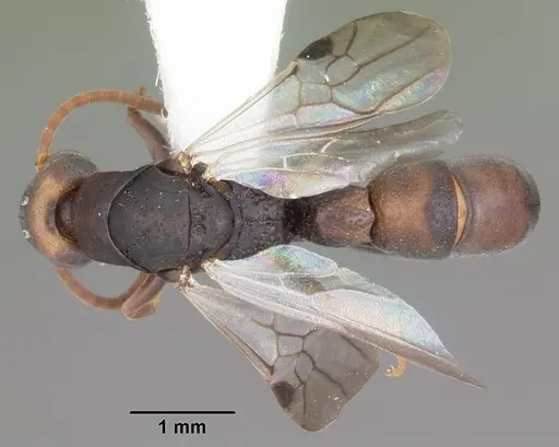 Platythyrea mocquerysi specimen CASENT0104035 image casent0104035_1