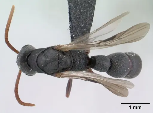 Platythyrea mocquerysi specimen CASENT0134539 image casent0134539_1