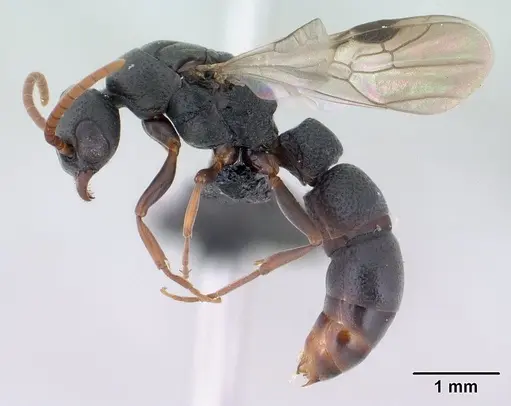 Platythyrea mocquerysi specimen CASENT0134539 image casent0134539_4