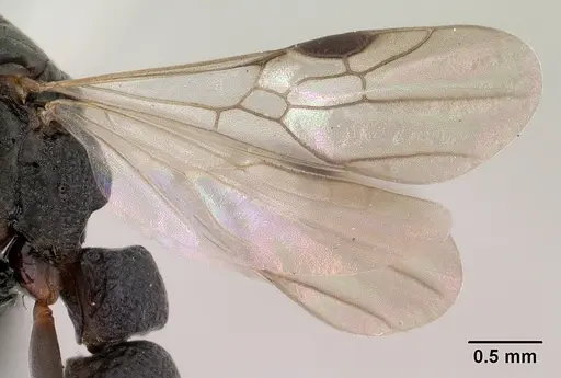 Platythyrea mocquerysi specimen CASENT0134539 image casent0134539_5