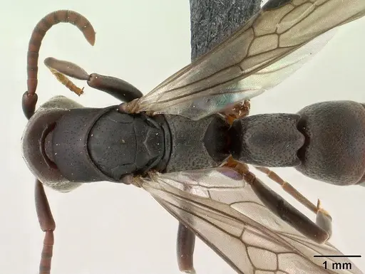 Platythyrea mocquerysi specimen CASENT0144832 image casent0144832_1