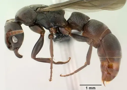 Platythyrea mocquerysi specimen CASENT0144832 image casent0144832_3