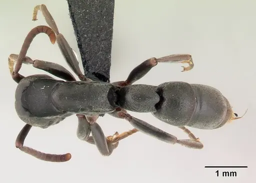 Platythyrea mocquerysi specimen CASENT0146723 image casent0146723_1
