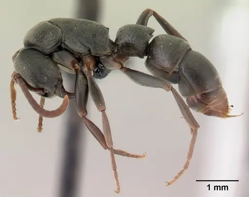 Platythyrea mocquerysi specimen CASENT0146723 image casent0146723_3