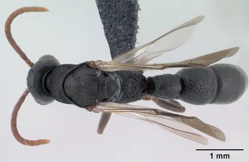 Platythyrea mocquerysi specimen CASENT0196115 image casent0196115_1
