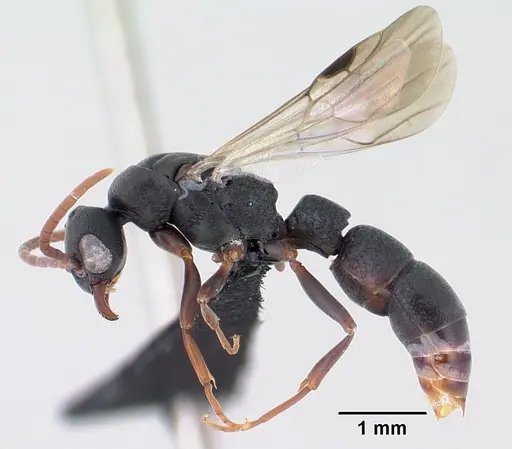 Platythyrea mocquerysi specimen CASENT0196115 image casent0196115_3