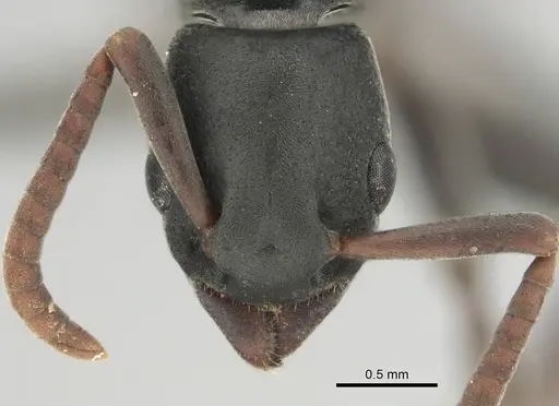 Platythyrea modesta specimen CASENT0250048 image casent0250048_2