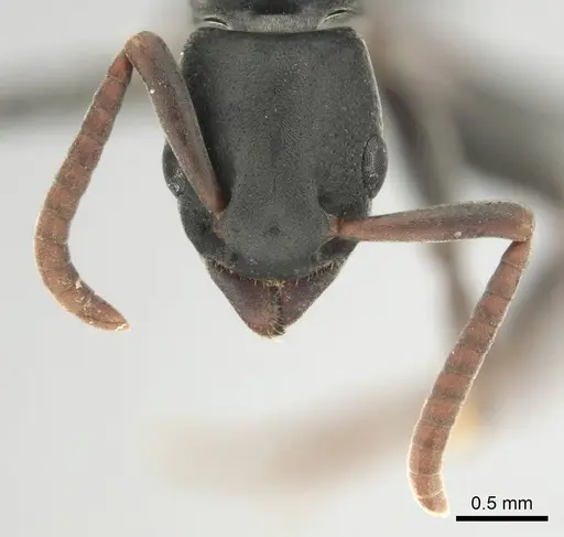 Platythyrea modesta specimen CASENT0250048 image casent0250048_3