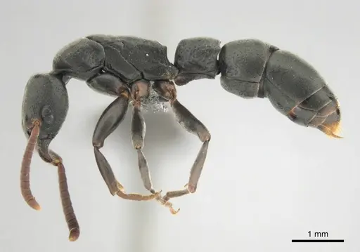 Platythyrea modesta specimen CASENT0250048 image casent0250048_4