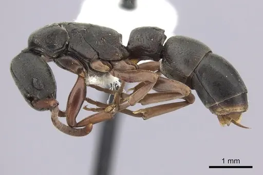 Platythyrea modesta specimen CASENT0260476 image casent0260476_3