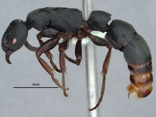 Platythyrea modesta specimen CASENT0882085 image casent0882085_3