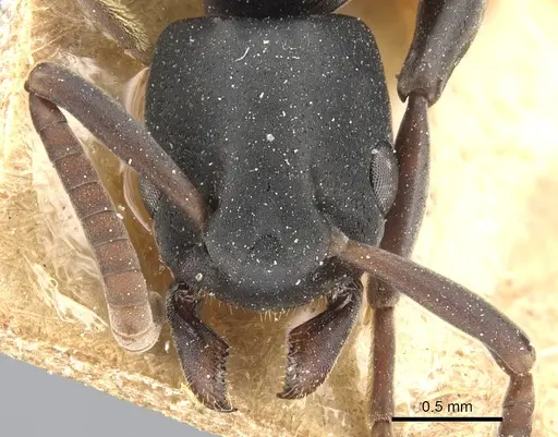 Platythyrea modesta specimen CASENT0903797 image casent0903797_2