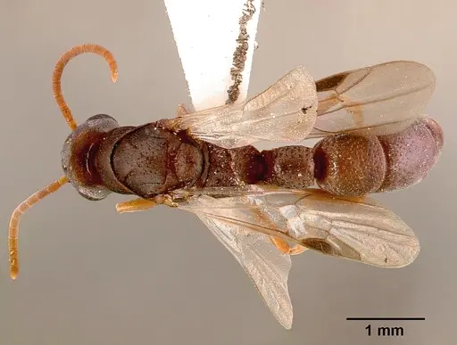 Platythyrea modesta specimen SAM-HYM-C000992A image sam-hym-c000992a_1