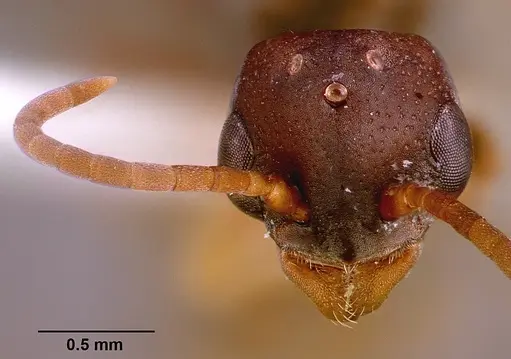 Platythyrea modesta specimen SAM-HYM-C000992A image sam-hym-c000992a_2