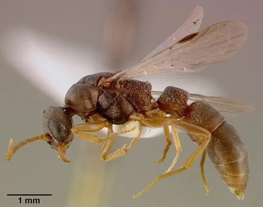 Platythyrea modesta specimen SAM-HYM-C000992A image sam-hym-c000992a_3