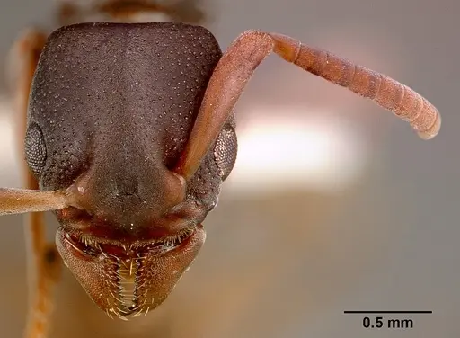 Platythyrea modesta specimen SAM-HYM-C000992B image sam-hym-c000992b_2