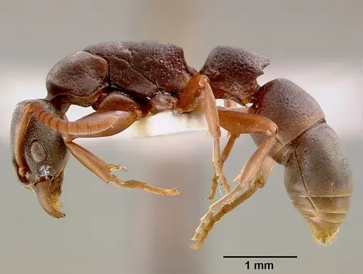 Platythyrea modesta specimen SAM-HYM-C000992B image sam-hym-c000992b_3