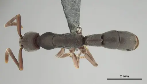 Platythyrea occidentalis specimen CASENT0250054 image casent0250054_1