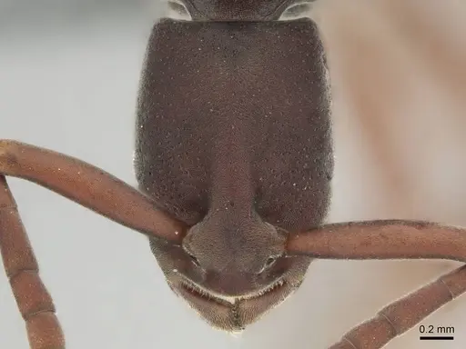 Platythyrea occidentalis specimen CASENT0250054 image casent0250054_2