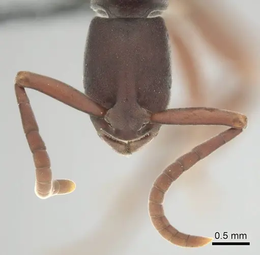 Platythyrea occidentalis specimen CASENT0250054 image casent0250054_3