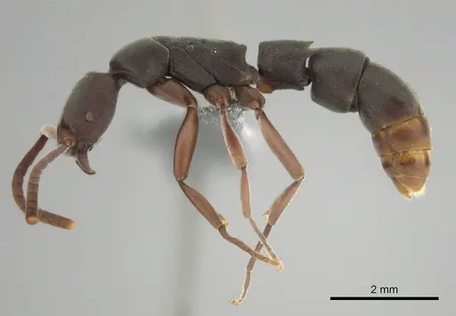Platythyrea occidentalis specimen CASENT0250054 image casent0250054_4