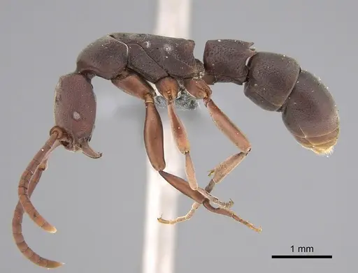 Platythyrea occidentalis specimen CASENT0250055 image casent0250055_1
