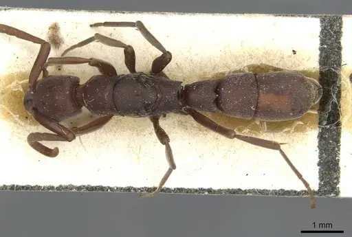 Platythyrea occidentalis specimen CASENT0913731 image casent0913731_1