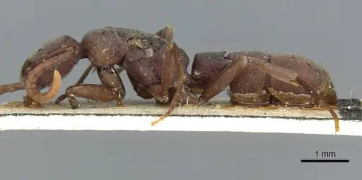 Platythyrea occidentalis specimen CASENT0913731 image casent0913731_3